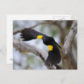 Gelbschulteriger Schwarzvogel im Flug Postkarte (Vorne/Hinten)