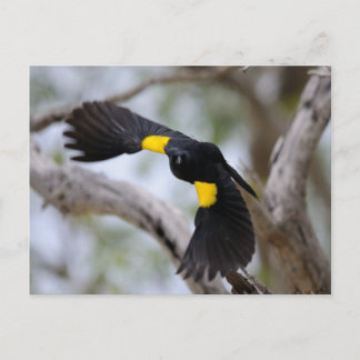 Gelbschulteriger Schwarzvogel im Flug Postkarte