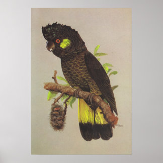 Gelbschwanzkakadu Poster