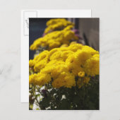 Gelbschwanzkolben Postkarte (Vorne/Hinten)