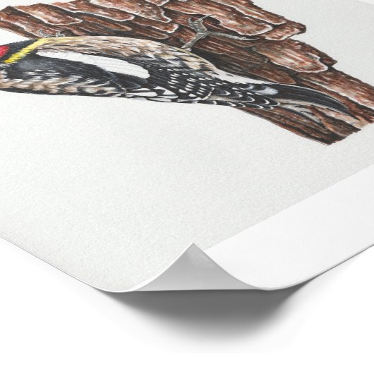 Gelbschwanzkunst Poster (Ecke)