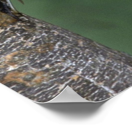 Gelbschwanzsauger (männlich) poster (Ecke)