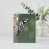 Gelbschwanzsauger (männlich) postkarte (Stehend Vorderseite)