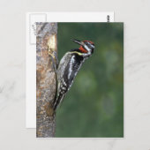 Gelbschwanzsauger (männlich) postkarte (Vorne/Hinten)