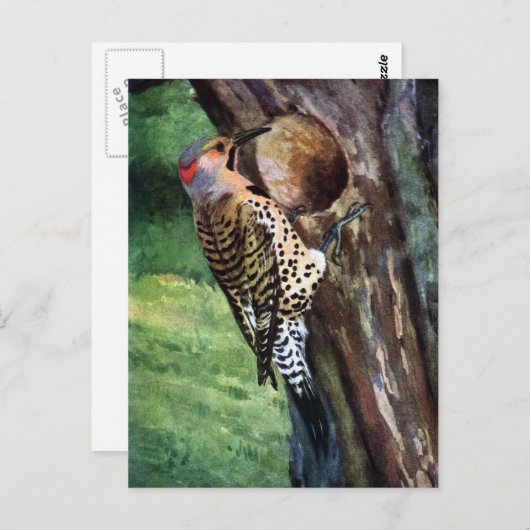Gelbschwingel-Flicker und Baumkavität Postkarte (Vorne/Hinten)