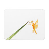 Gelbschwingendrachenfliege Magnet (Horizontal)