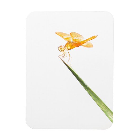 Gelbschwingendrachenfliege Magnet (Vertikal)