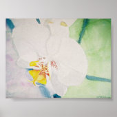 Gelbspecht Poster (Vorne)