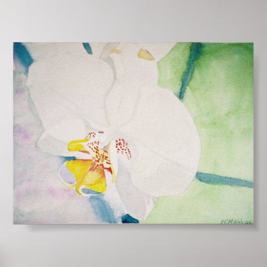 Gelbspecht Poster (Vorne)