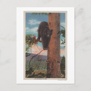 Gelbstein, Schwarzer Bär im Baum Postkarte