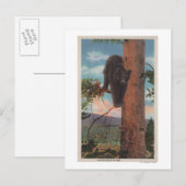 Gelbstein, Schwarzer Bär im Baum Postkarte (Vorne/Hinten)