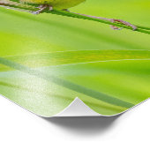 Gelbthrose Fotodruck (Ecke)