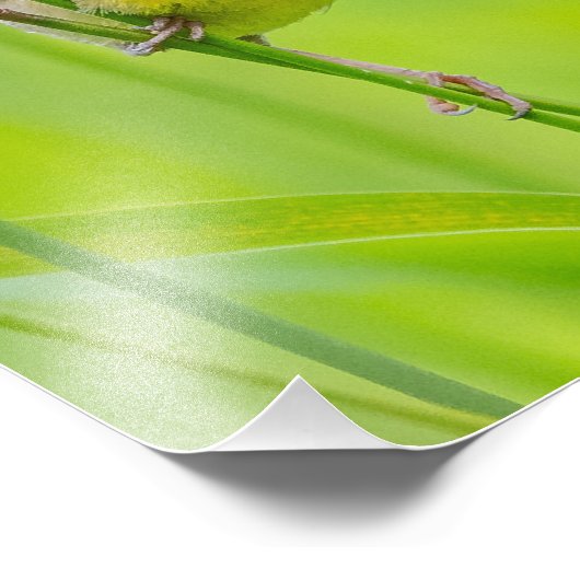 Gelbthrose Fotodruck (Ecke)