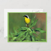 Gelbthrose Postkarte (Vorne/Hinten)