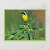 Gelbthrose Postkarte (Vorderseite)