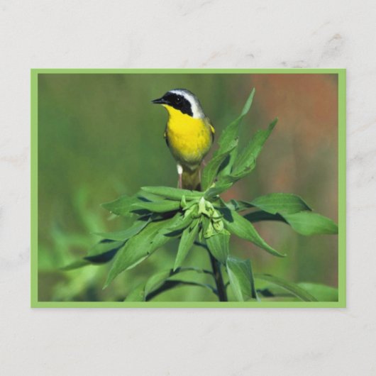 Gelbthrose Postkarte (Vorderseite)