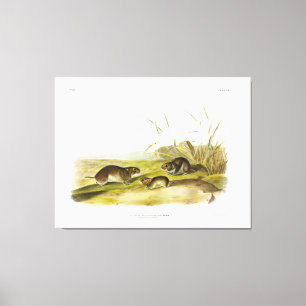 Gelbwangenmäuse, Taiga Vole von Audubon Leinwanddruck