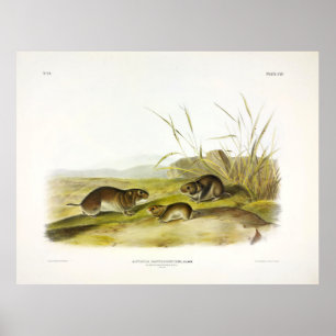 Gelbwangenmäuse, Taiga Vole von Audubon Poster