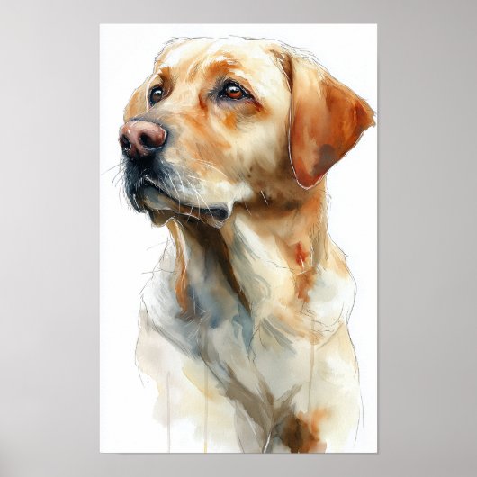 Gelbwasserfarbe eines Labrador Retrievers Poster (Vorne)