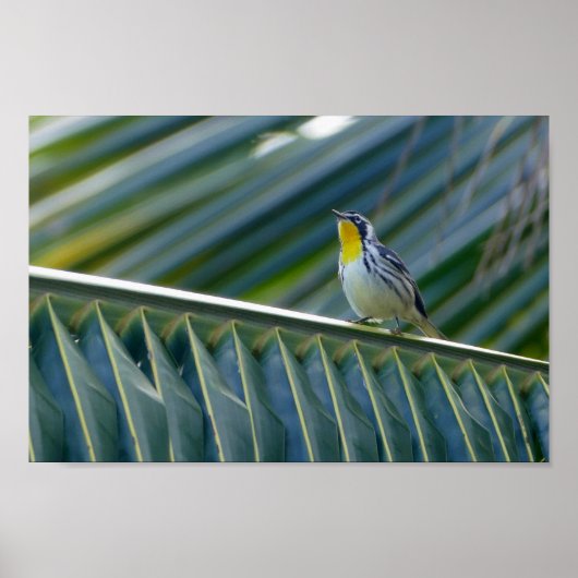 Gelbwurzel in einer Palme Poster (Vorne)