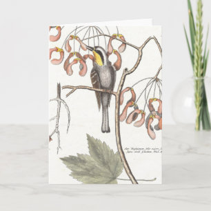 Gelbwurzel / Seligmann - Catesby Karte