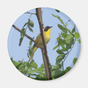 Gelbwurzel-Warbler-Magnet Magnet