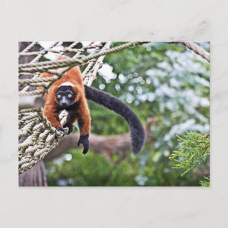 Geld für Bäume Postkarte