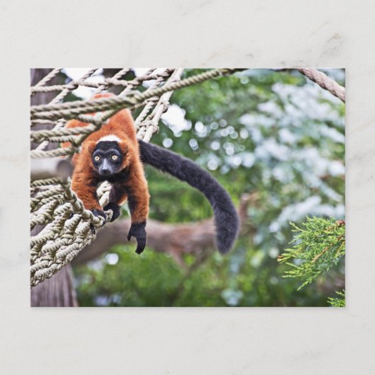 Geld für Bäume Postkarte (Vorderseite)