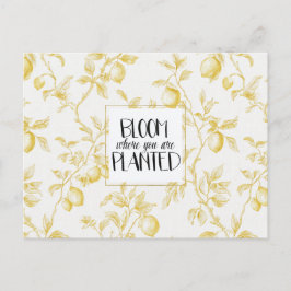 Gele Zitronen Früchte Blühen Chic Postkarte