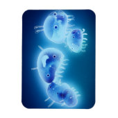 Gelee 2013 magnet (Vertikal)