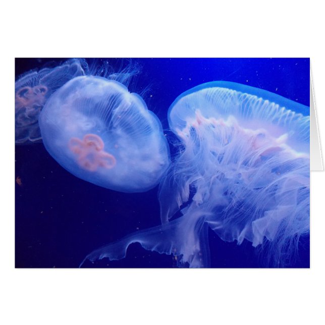 Gelee-Balance (Vorderseite (Horizontal))