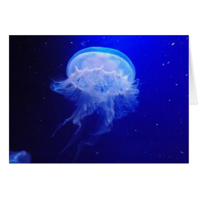 Gelee Bely (Vorderseite (Horizontal))