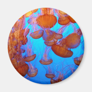 Gelee-Massenkarambolage-Magnet Magnet