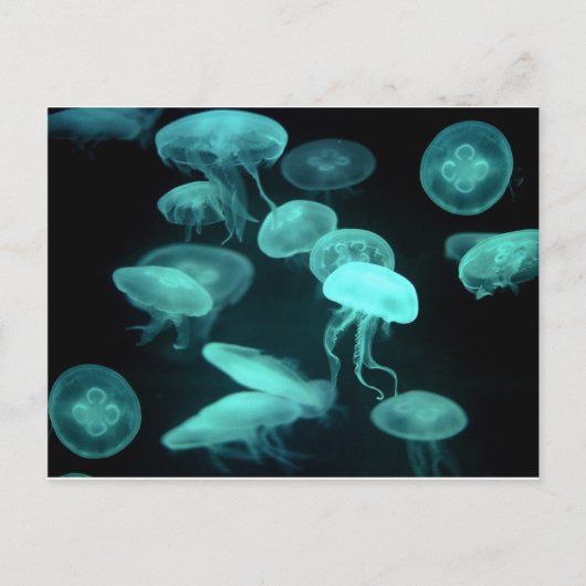 Gelee Postkarte (Vorderseite)