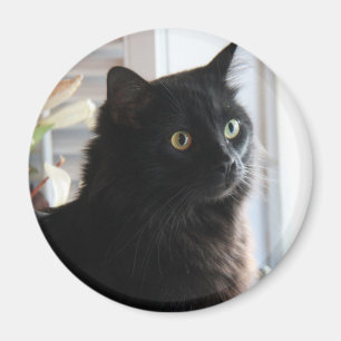 Geleebonbon, die schwarze Süßholzkatze, Magnet