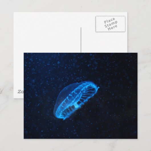 Geleenfisch Postkarte (Vorne/Hinten)