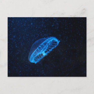 Geleenfisch Postkarte