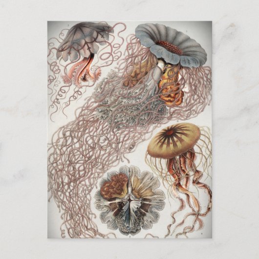 Gelees (Quallen) in Pastellfarben Postkarte (Vorderseite)