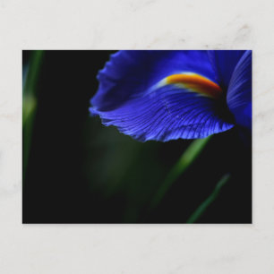 Gelegentlich Schöne Postkarte (Iris)