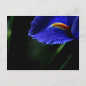 Gelegentlich Schöne Postkarte (Iris) (Vorderseite)