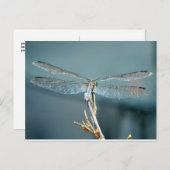 Gelegentlich Schöne Postkarte (Libelle) (Vorne/Hinten)