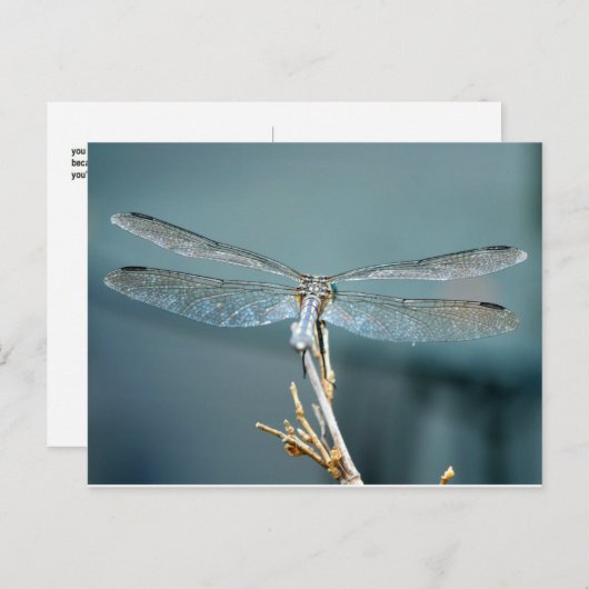 Gelegentlich Schöne Postkarte (Libelle) (Vorne/Hinten)
