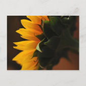 Gelegentlich Schöne Postkarte (Sonnenblume) (Vorderseite)