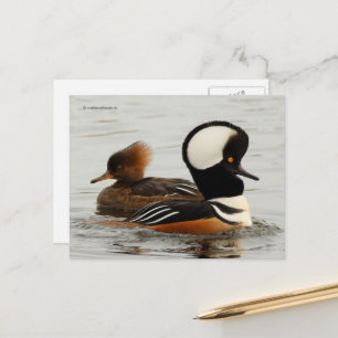 Geleitete Merganser-Enten am See Postkarte