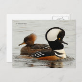 Geleitete Merganser-Enten am See Postkarte (Vorne/Hinten)