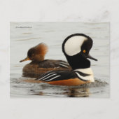 Geleitete Merganser-Enten am See Postkarte (Vorderseite)