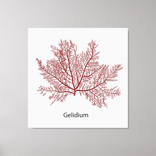 Gelidium-Algen Leinwanddruck (Vorderseite)