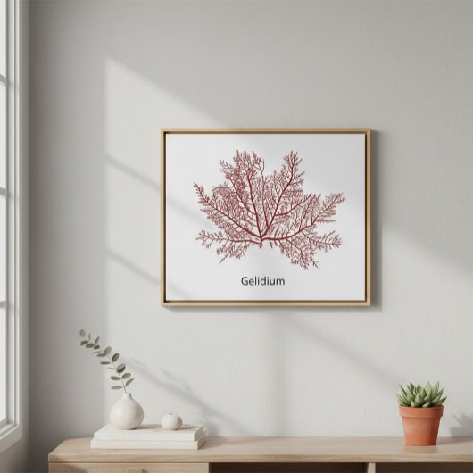 Gelidium-Algen Poster