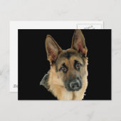 Geliebt u. durch einen Schäferhund geschützt Postkarte (Vorne/Hinten)