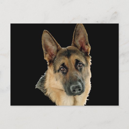 Geliebt u. durch einen Schäferhund geschützt Postkarte (Vorderseite)